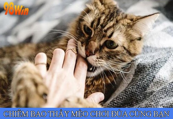 Chiêm bao thấy mèo chơi đùa cùng bạn